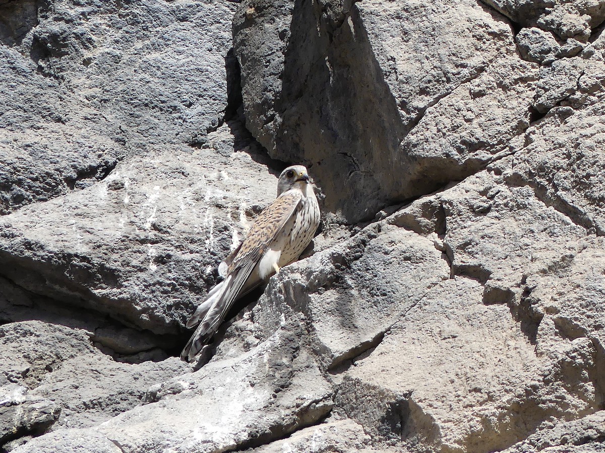 Eurasian Kestrel - ML608826519