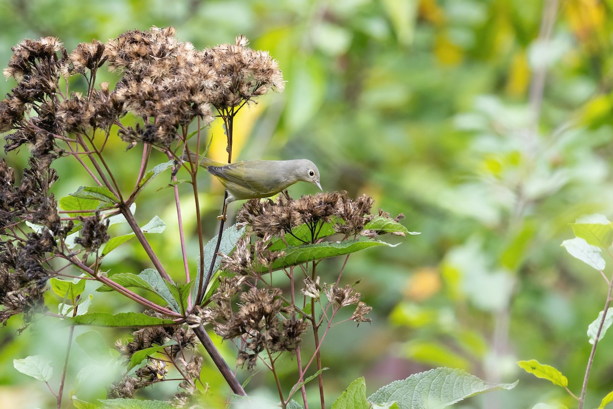 Nashville Warbler - ML608826530