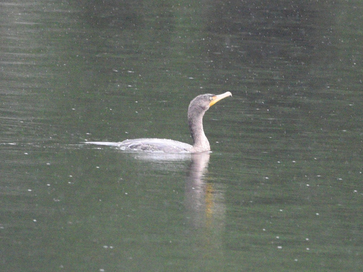 Double-crested Cormorant - ML608826542