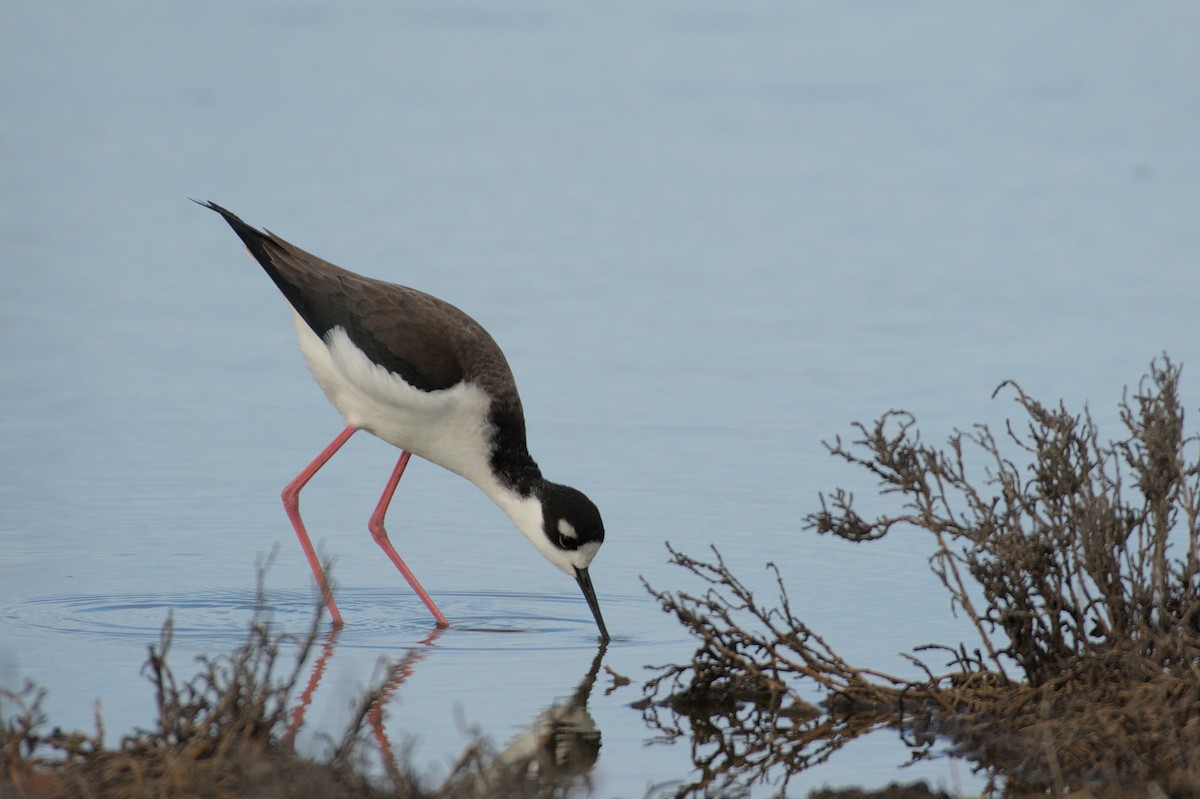 Black-necked Stilt - ML608826602