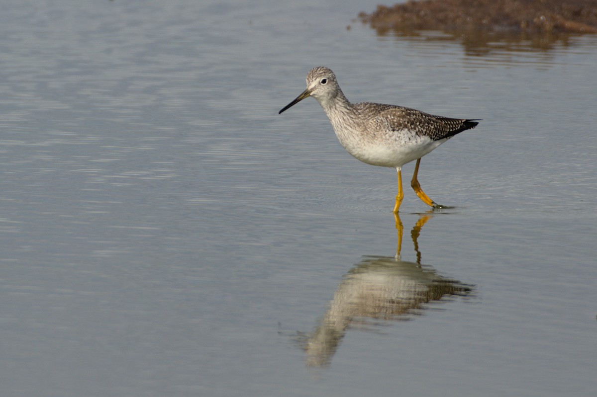 Greater Yellowlegs - ML608826605