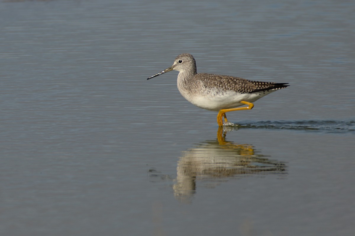 Greater Yellowlegs - ML608826607