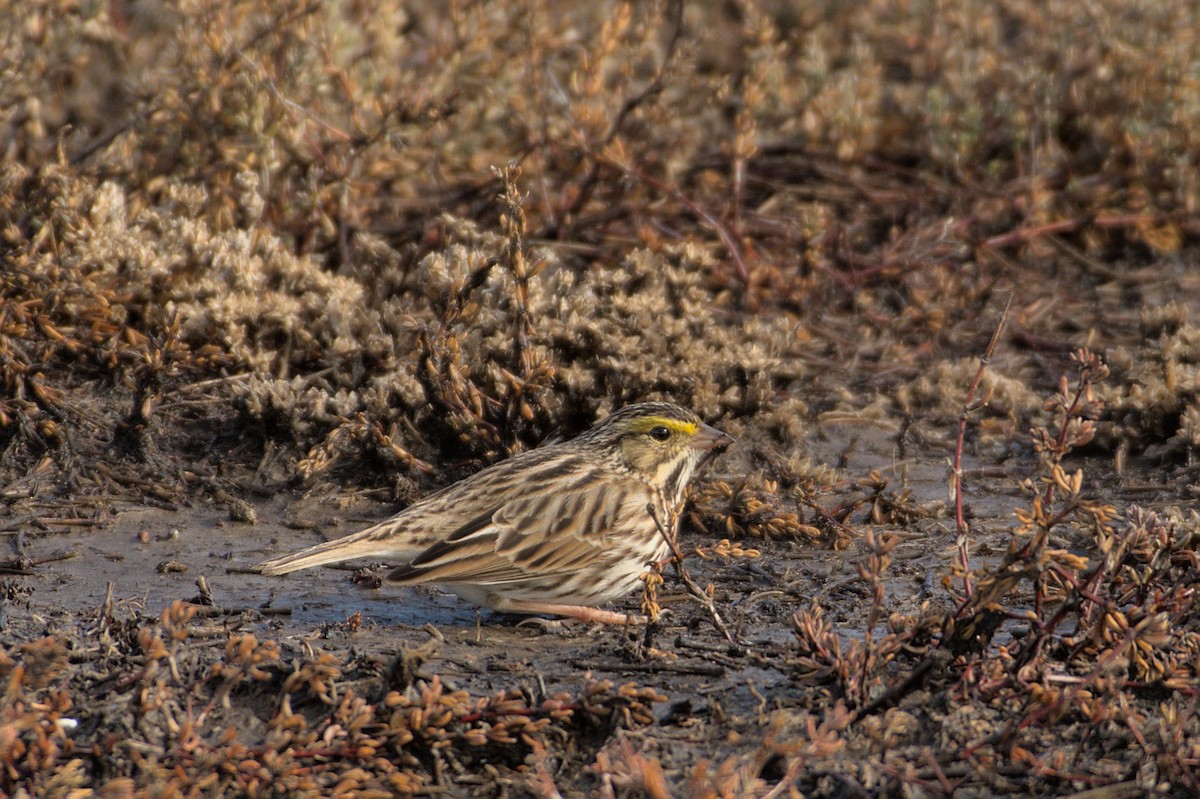 Savannah Sparrow - ML608826641