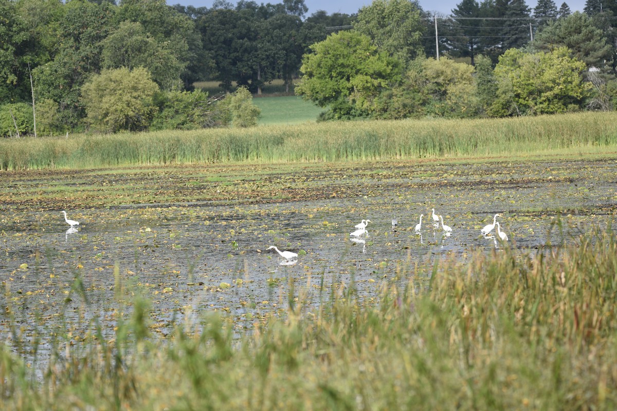 Great Egret - Mike Ellery