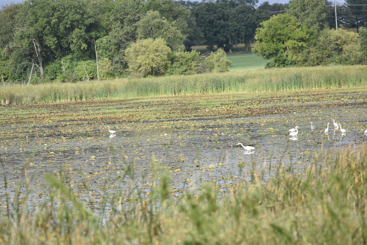 Great Egret - ML608826652