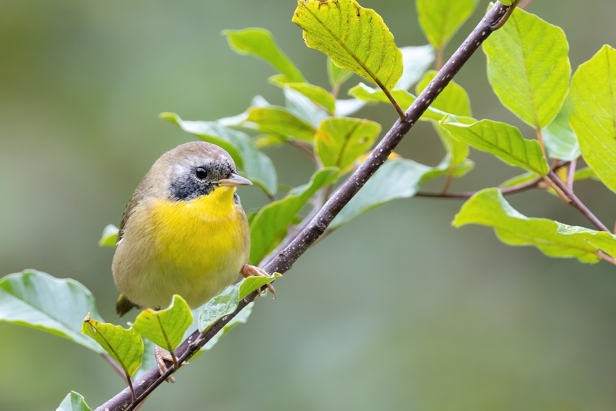 Common Yellowthroat - ML608826771