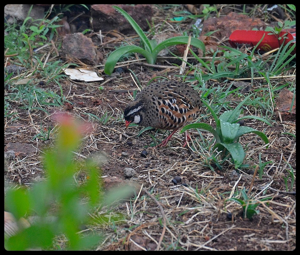 Painted Bush-Quail - ML60882681