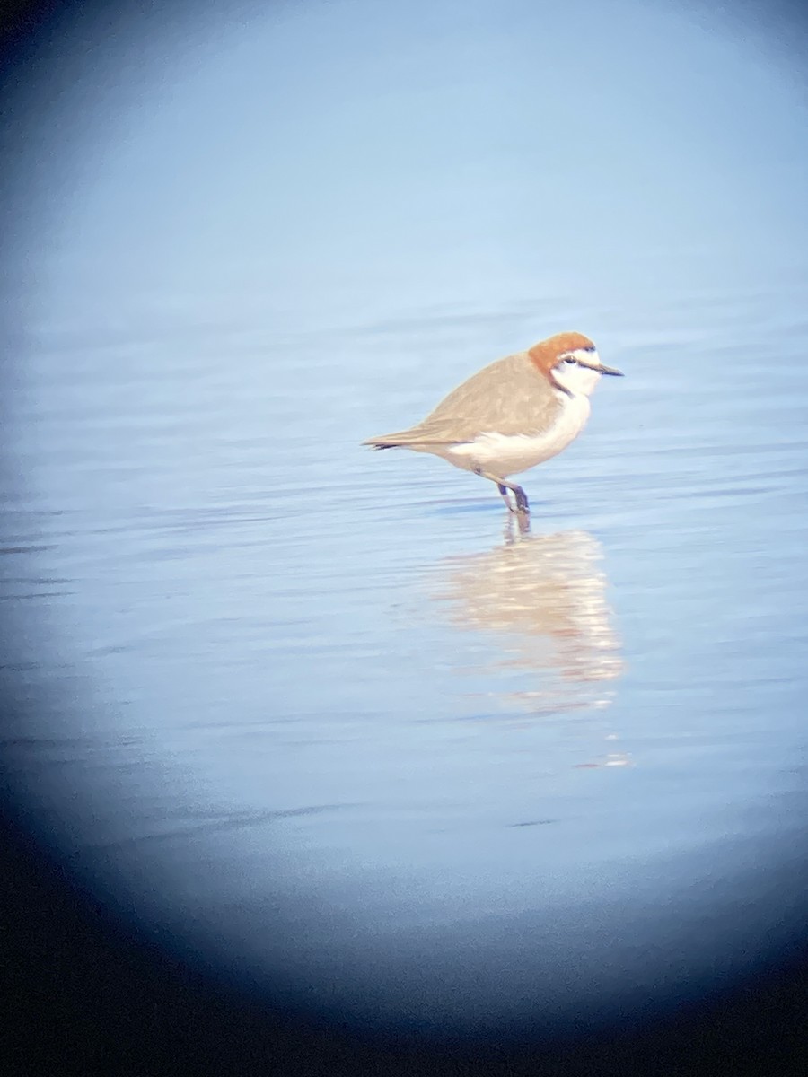 Red-capped Plover - ML608826880