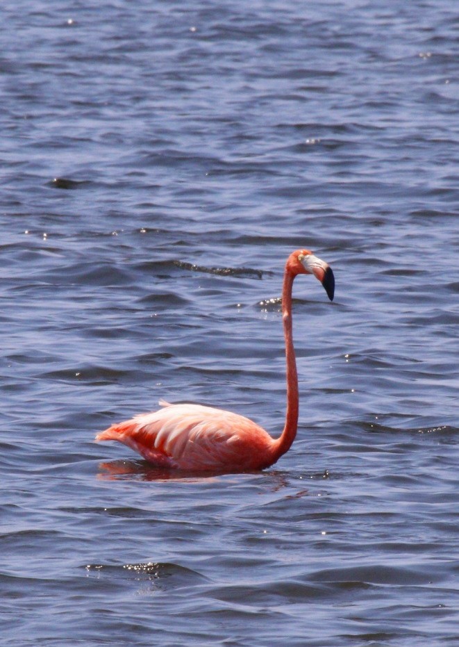 Flamant des Caraïbes - ML608826884