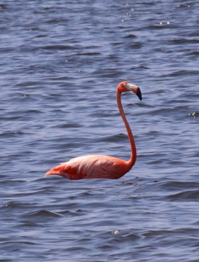 American Flamingo - Brian O'Connor