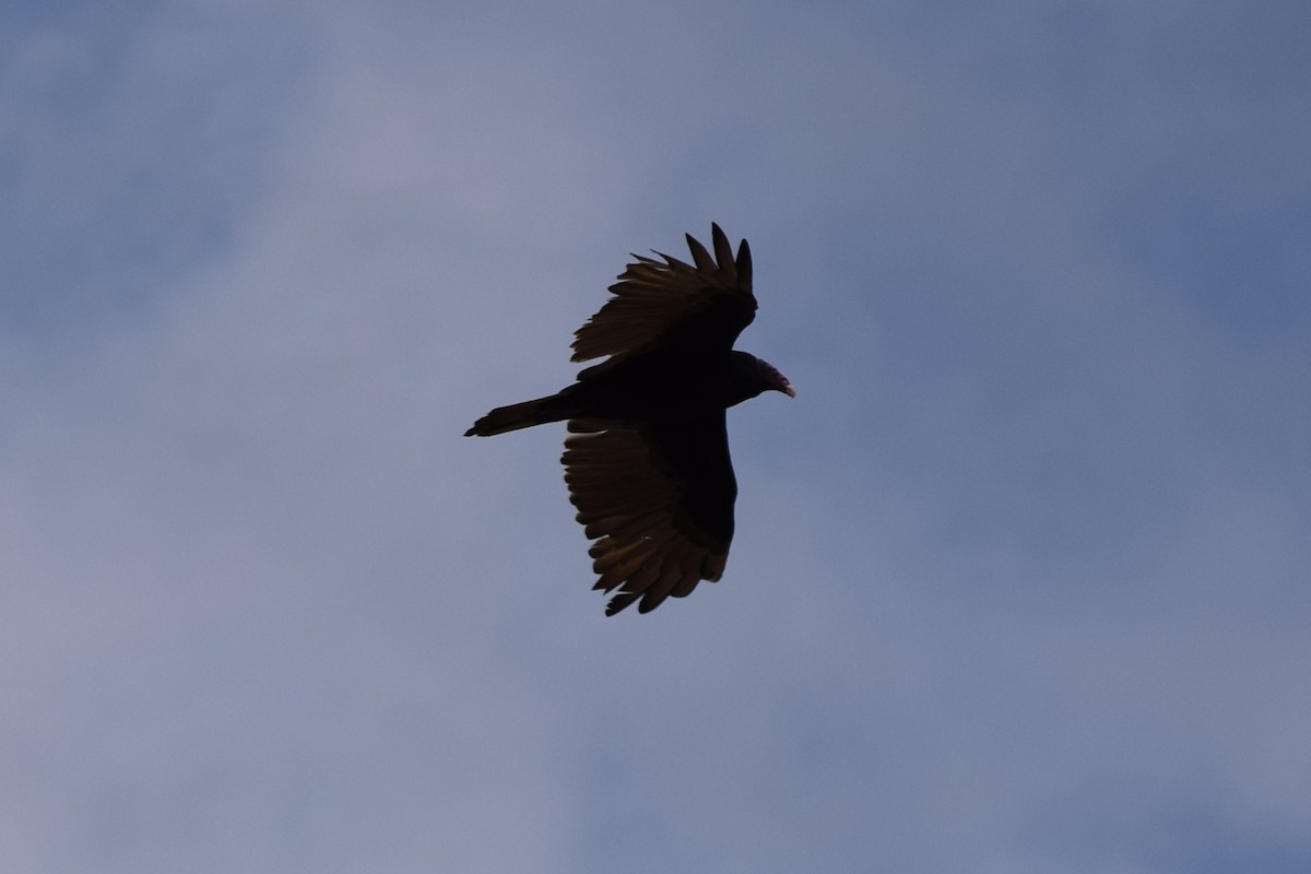 Turkey Vulture - ML608826892