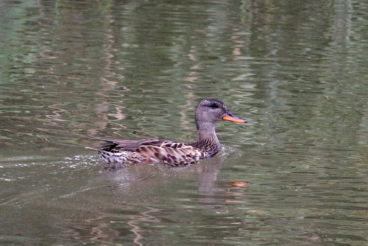 Canard chipeau - ML608827062