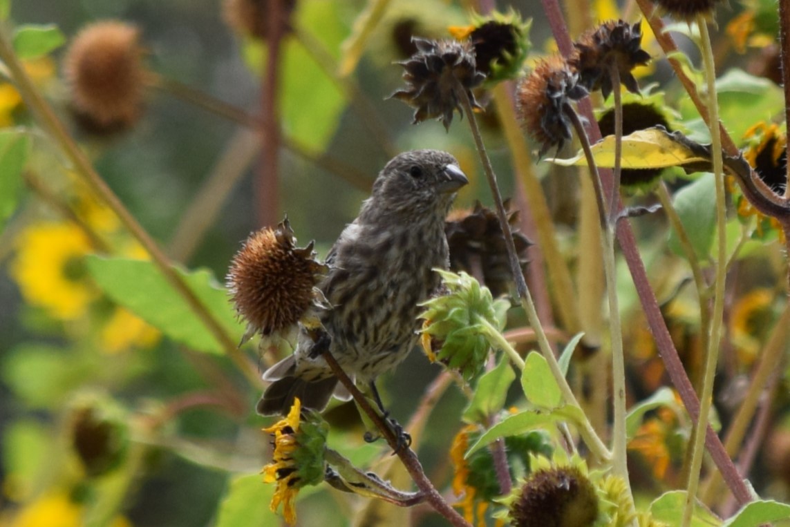 House Finch - ML608827079
