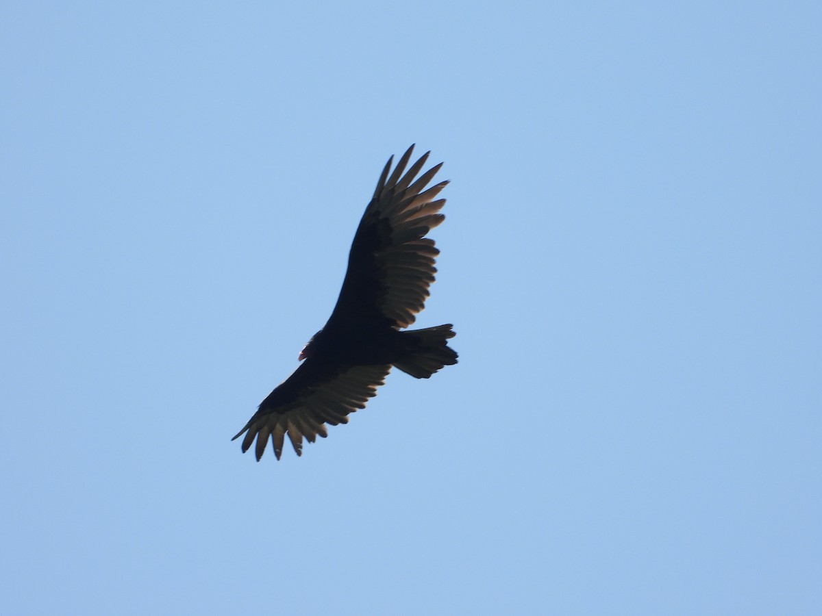 Turkey Vulture - ML608827091