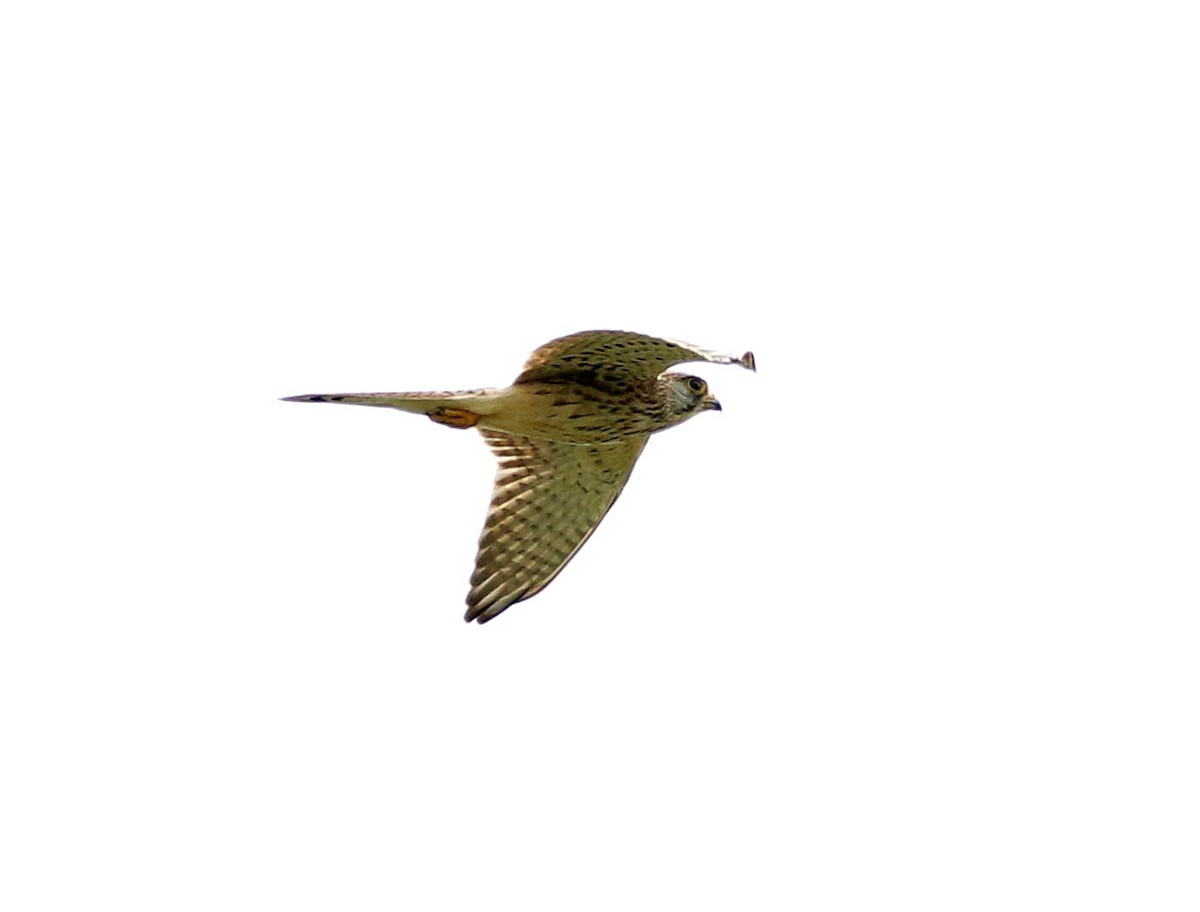 Eurasian Kestrel - ML608827139