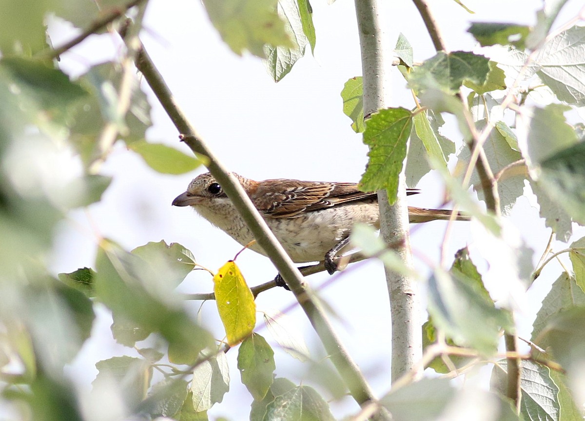 Woodchat Shrike - Miguel García