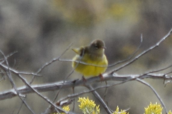 MacGillivray's Warbler - ML608827201