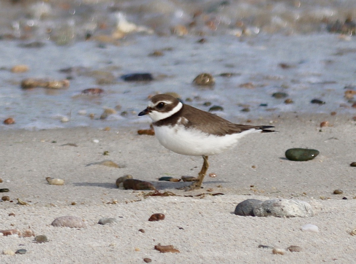 Semipalmated Plover - ML608827215
