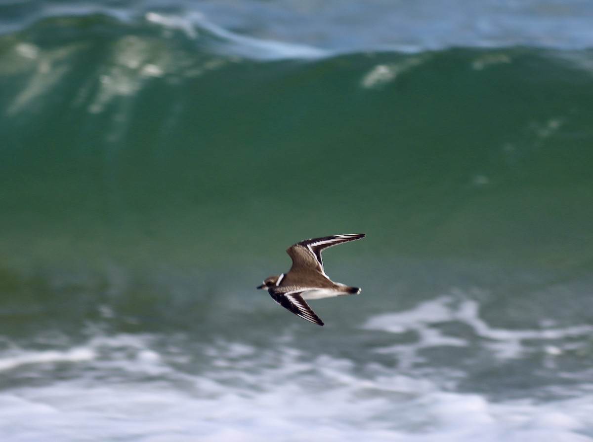 Semipalmated Plover - ML608827216