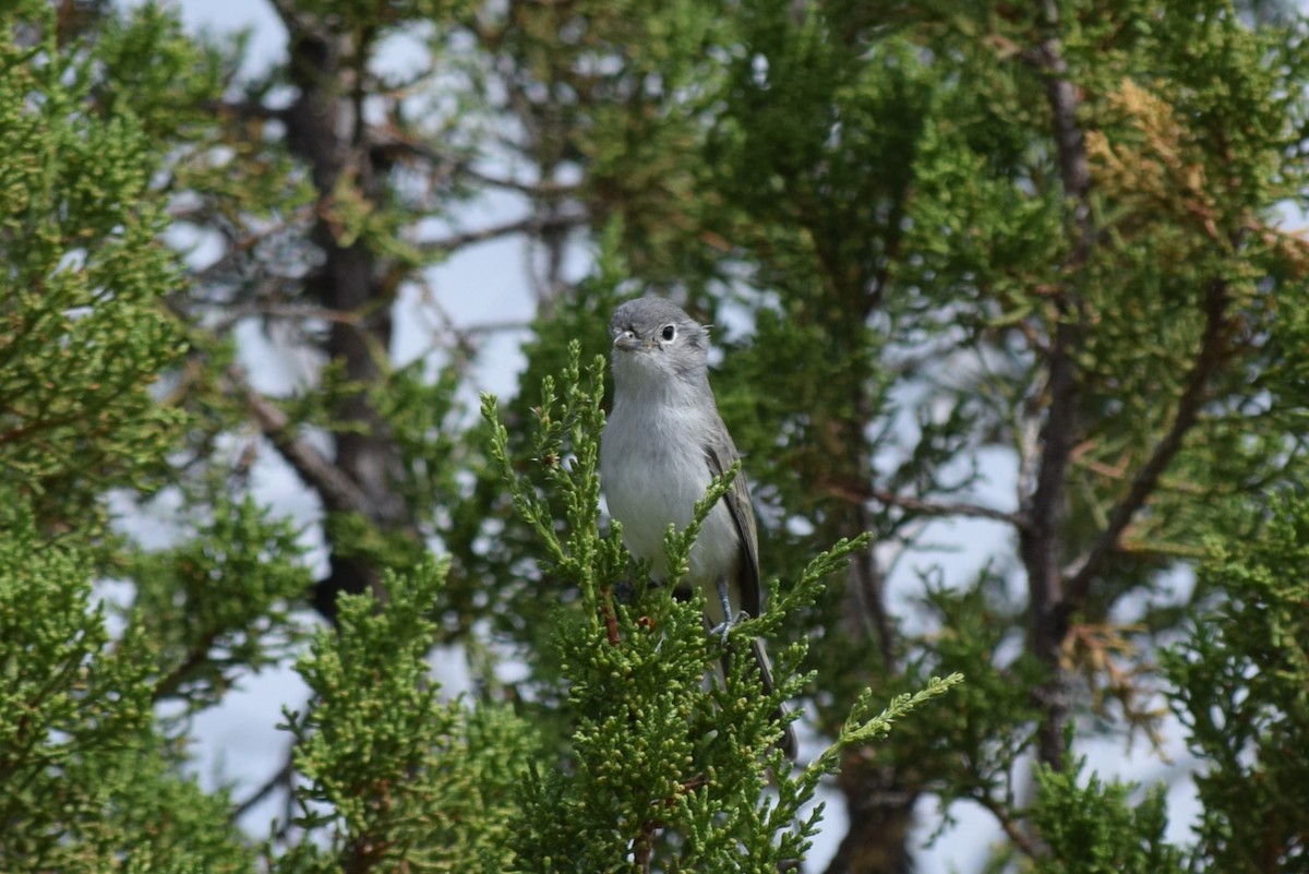 Gray Vireo - ML608827222