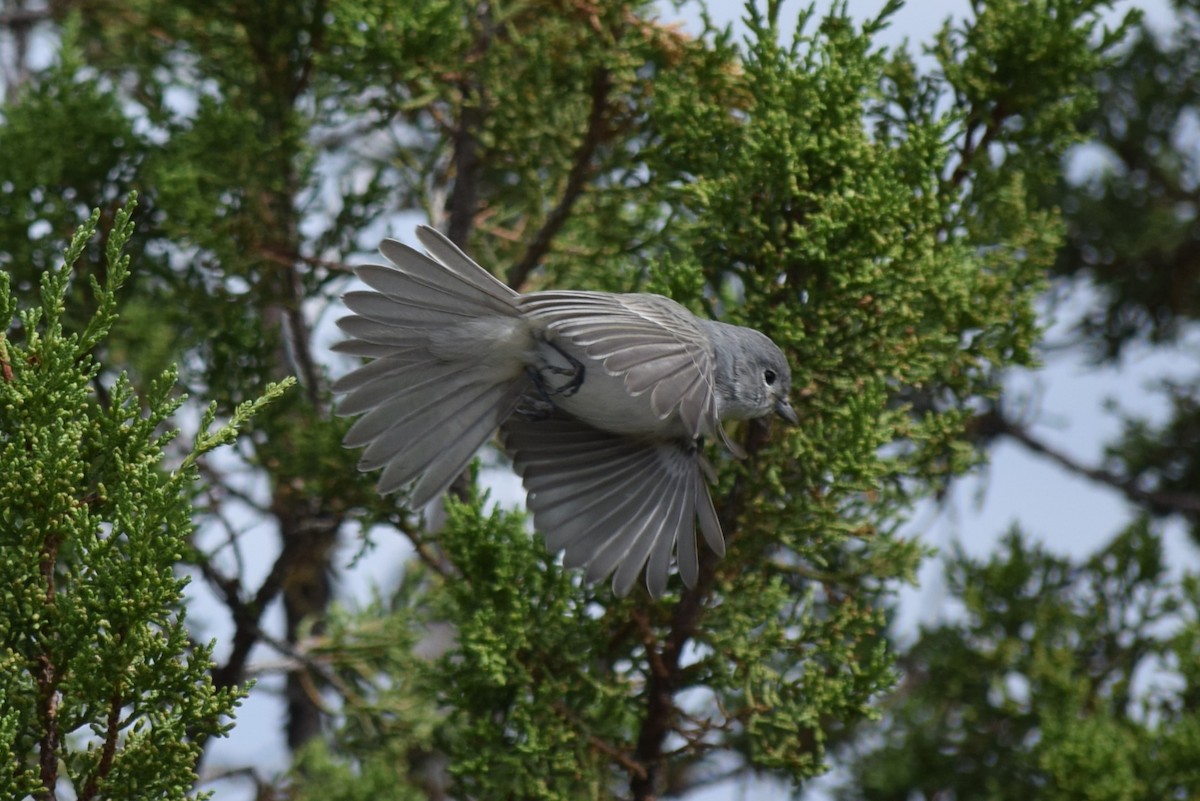 Gray Vireo - ML608827275