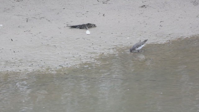 Temminck's Stint - ML608827291