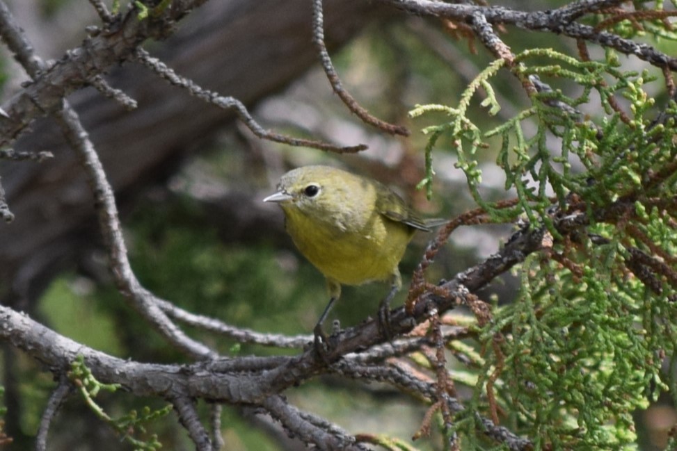 Orange-crowned Warbler - ML608827305