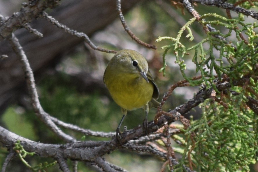 Orange-crowned Warbler - ML608827365