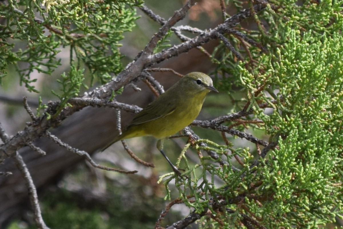 Orange-crowned Warbler - ML608827398