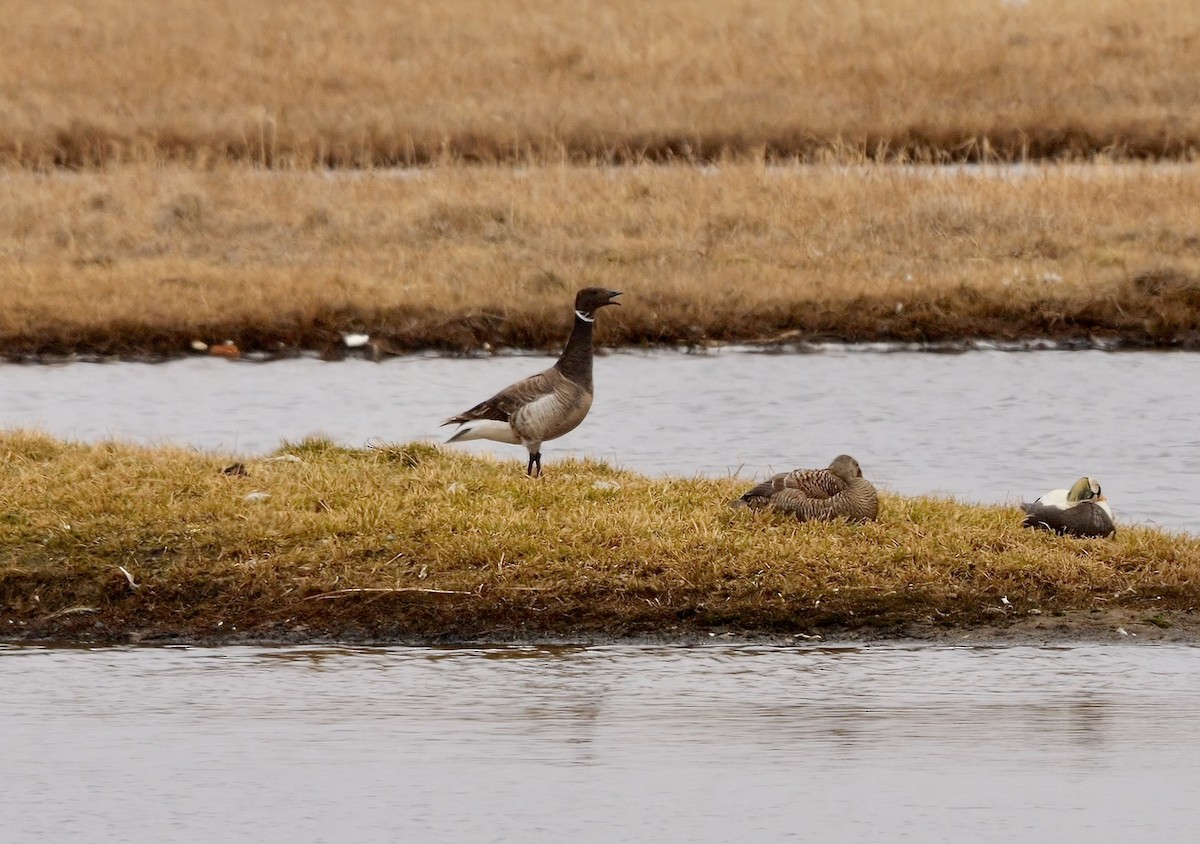 Brant - ML608827415