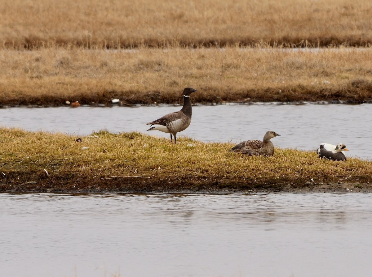 Brant - ML608827417