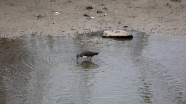 Green Sandpiper - ML608827424