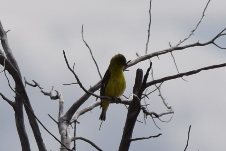 Lesser Goldfinch - ML608827447