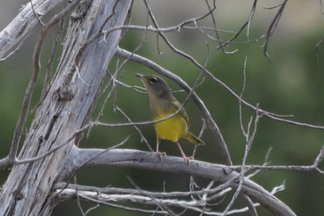 MacGillivray's Warbler - ML608827460