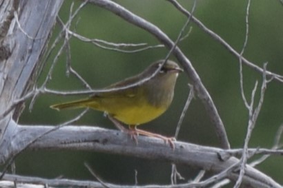 MacGillivray's Warbler - ML608827462