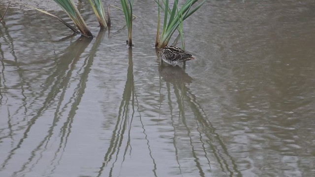 Common Snipe - ML608827465