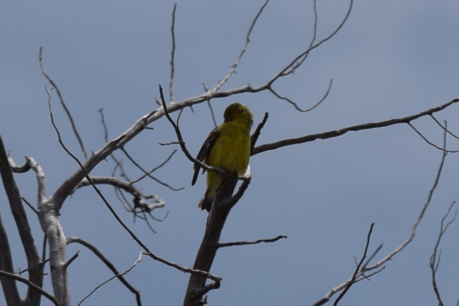 Lesser Goldfinch - ML608827492