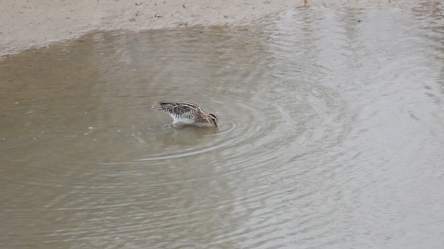 Common Snipe - ML608827502