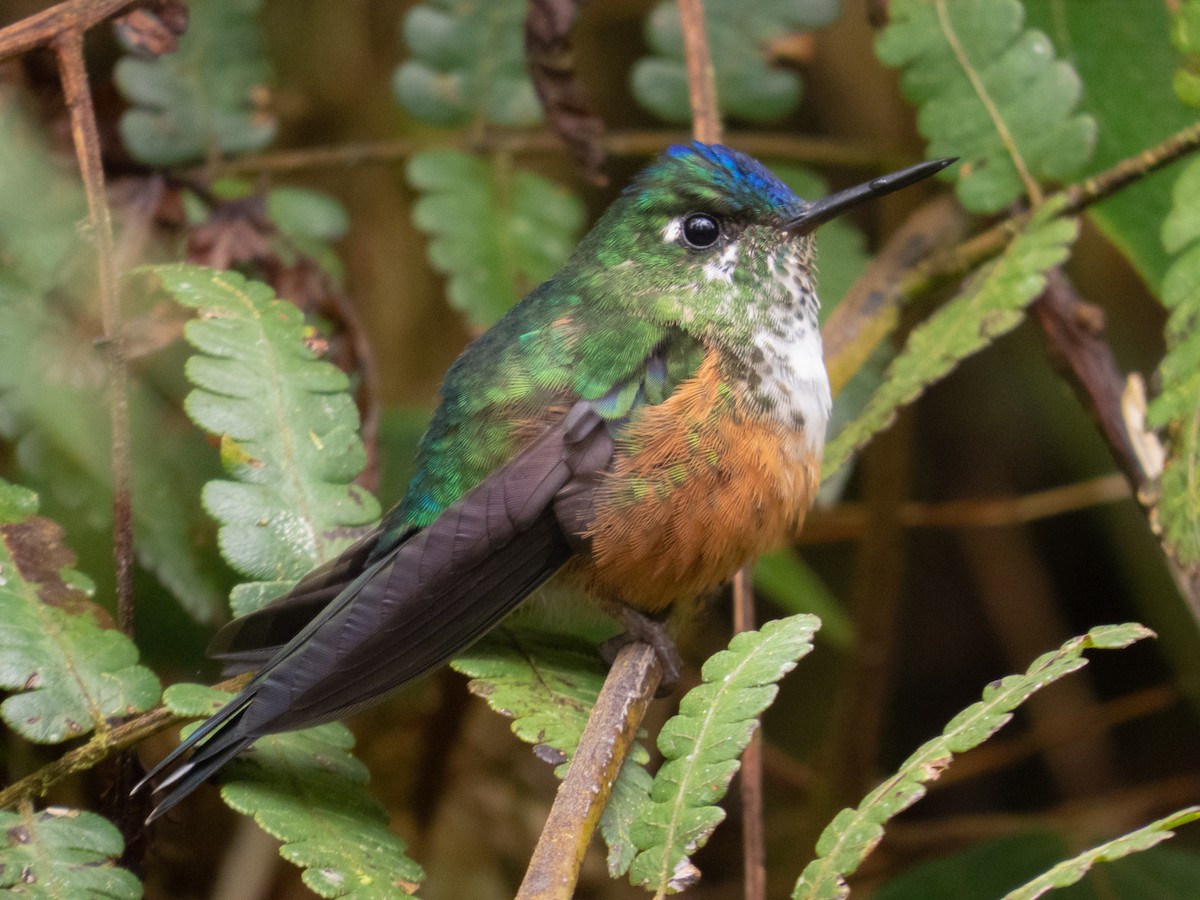 Violet-tailed Sylph - ML608827520