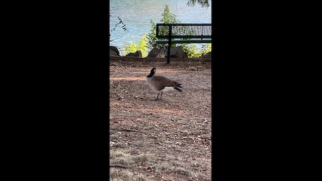 ברנטה קנדית - ML608827529