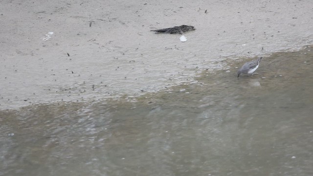 Temminck's Stint - ML608827538