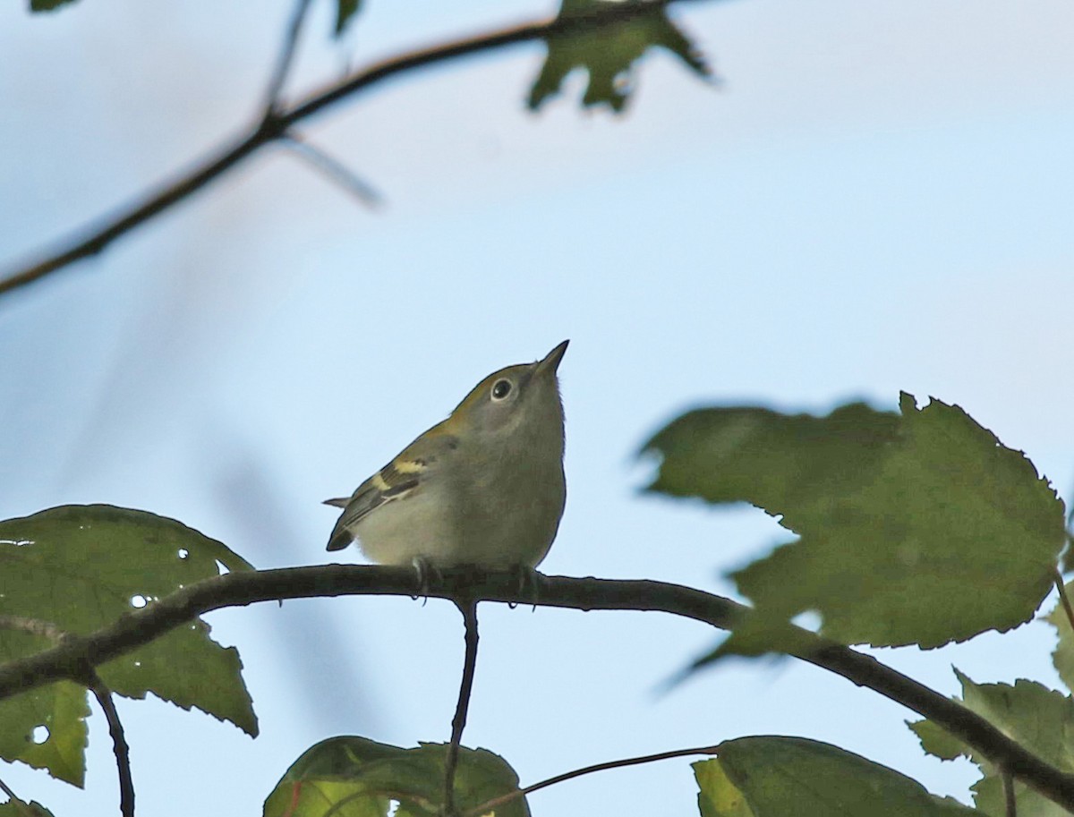 Chestnut-sided Warbler - ML608827603