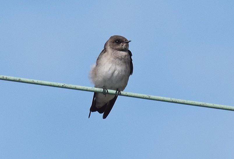 Northern Rough-winged Swallow - ML608827648