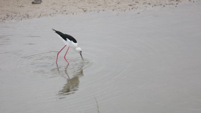 Black-winged Stilt - ML608827692