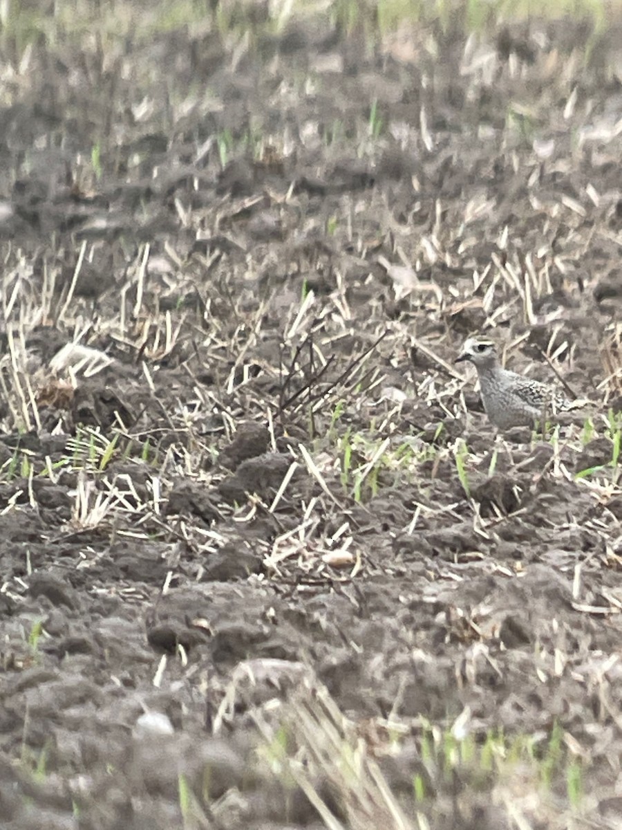 American Golden-Plover - ML608827726