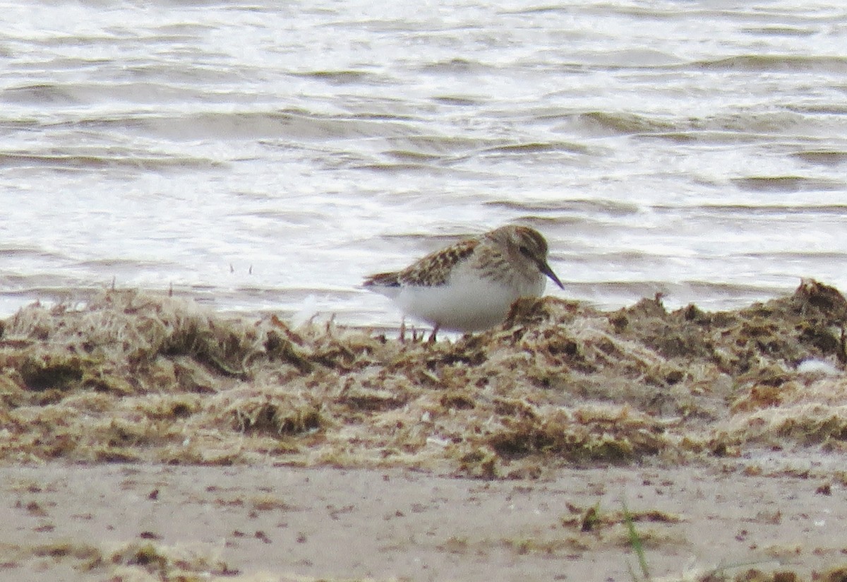 pygmésnipe - ML608827935