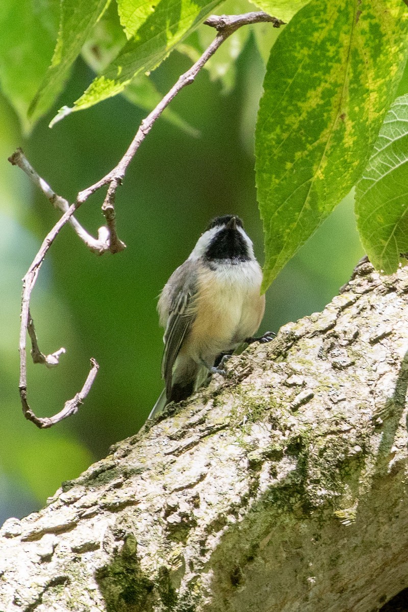 Black-capped Chickadee - ML608828166