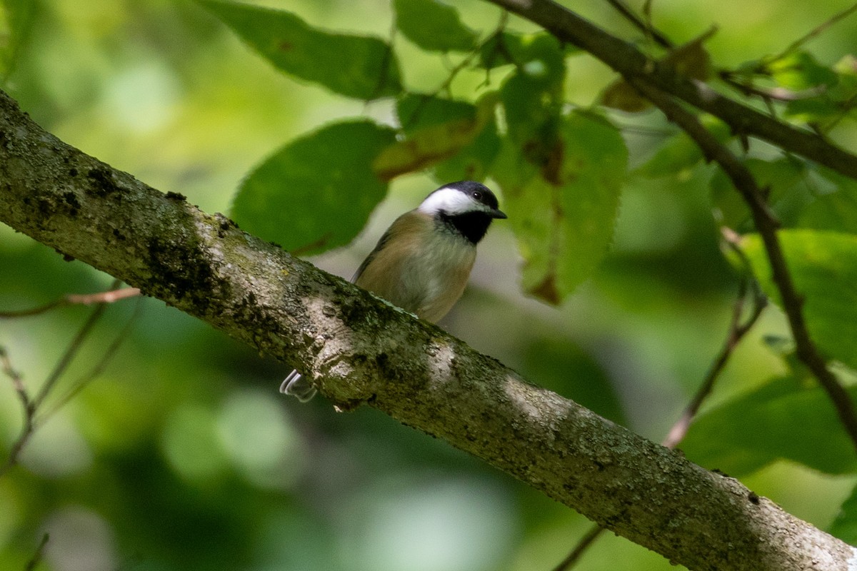 Mésange à tête noire - ML608828167