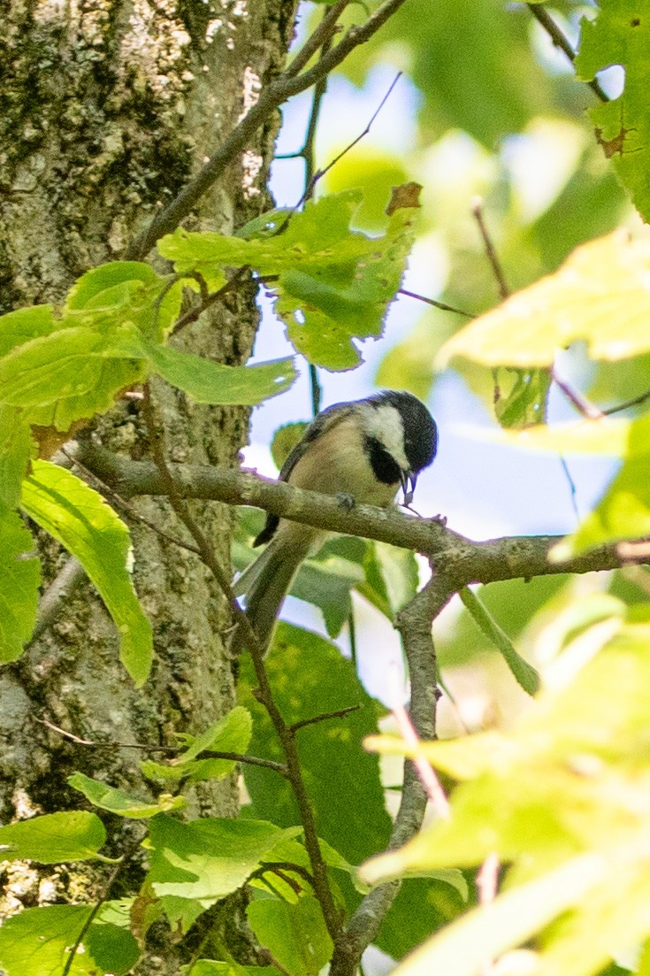 Mésange à tête noire - ML608828180