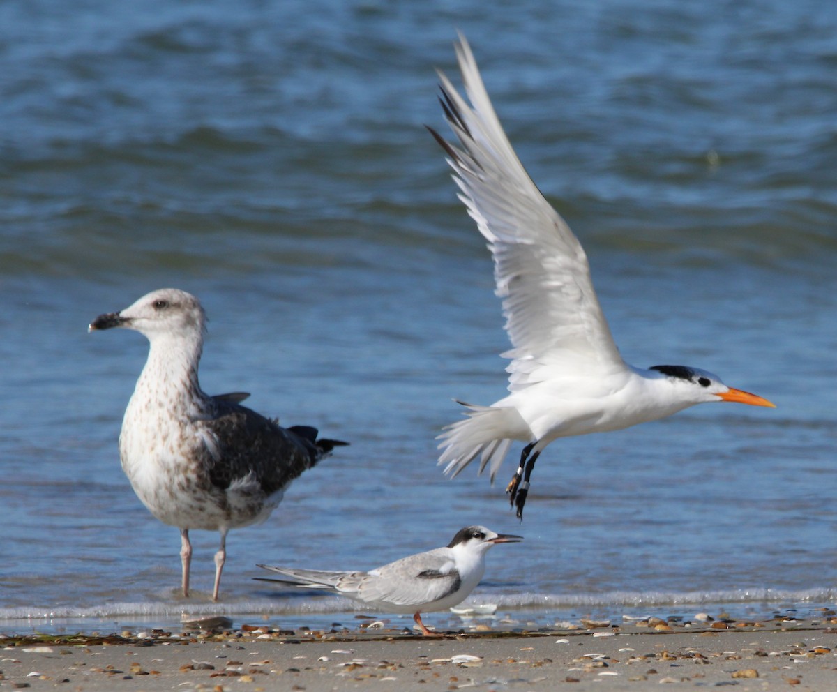 Royal Tern - ML608828247